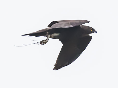 Bat Hawk in flight